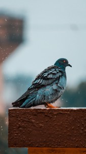 nandkumar-patel-jVrm3hXezcs-unsplash